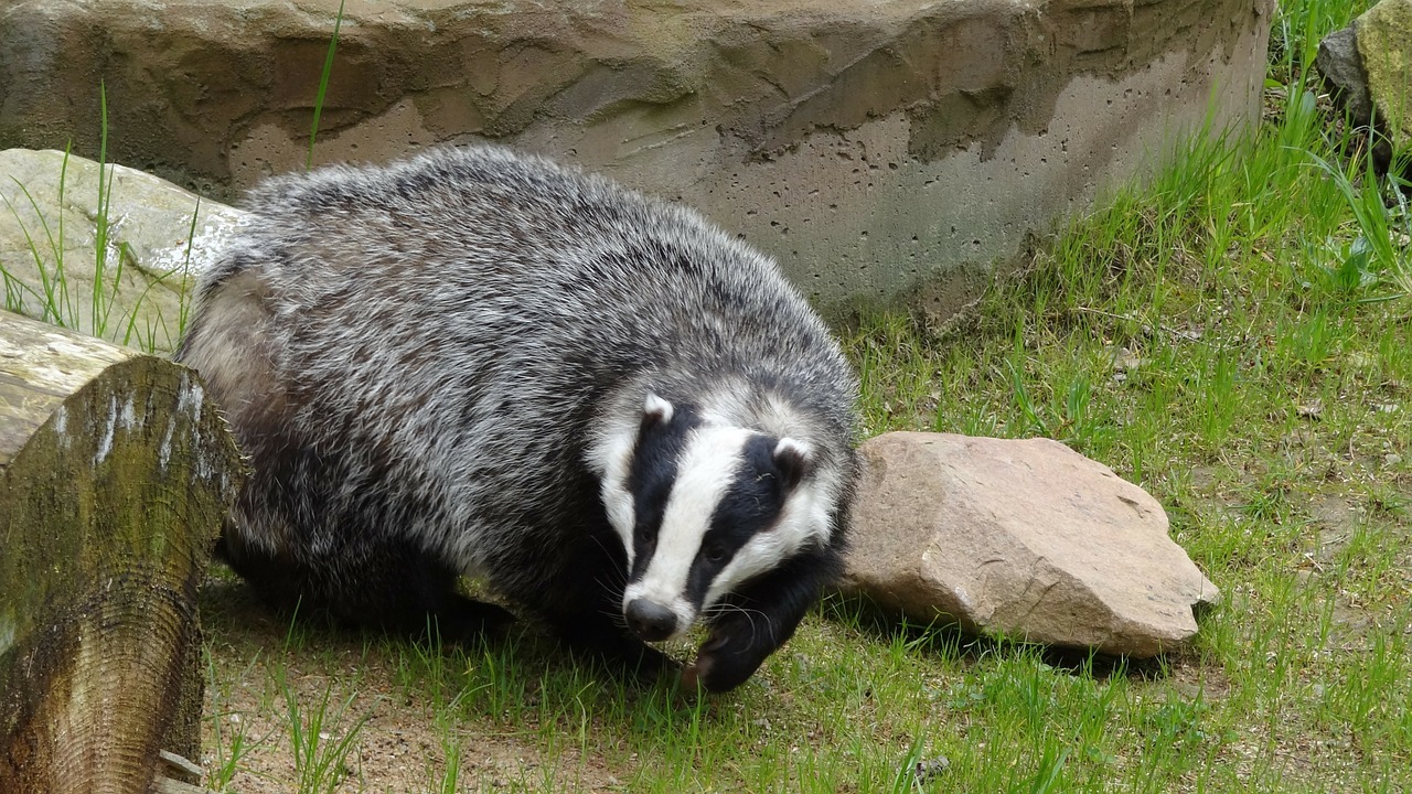 Ulster wild life trust